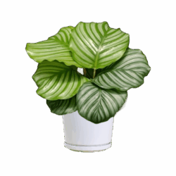 Calathea orbifolia